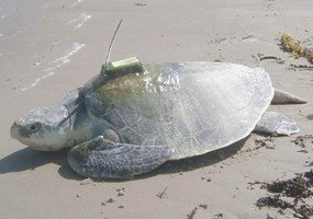 Pierre--an adult male Kemp's ridley with a satellite tracking device glued to his carapace.