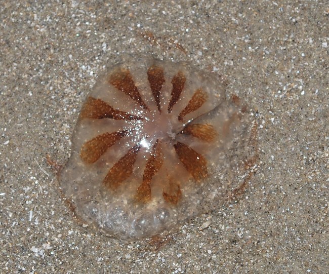 Sea nettle