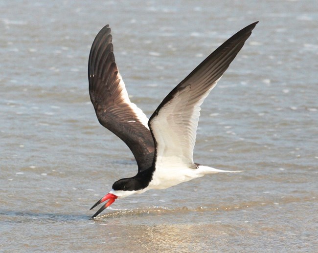 Black skimmer gliding for fish