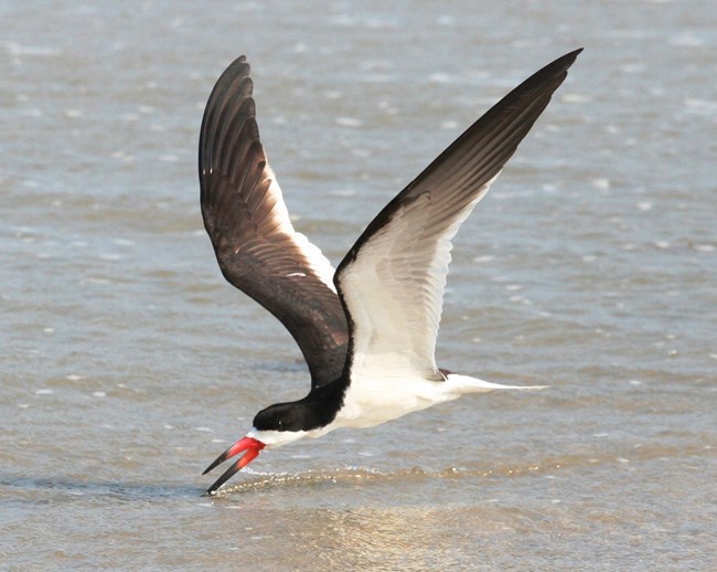 Birds - Padre Island National Seashore (. National Park Service)