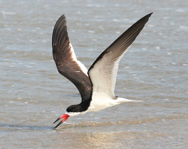 Birds - Padre Island National Seashore (. National Park Service) Birds - Padre Island National Seashore (. National Park Service)