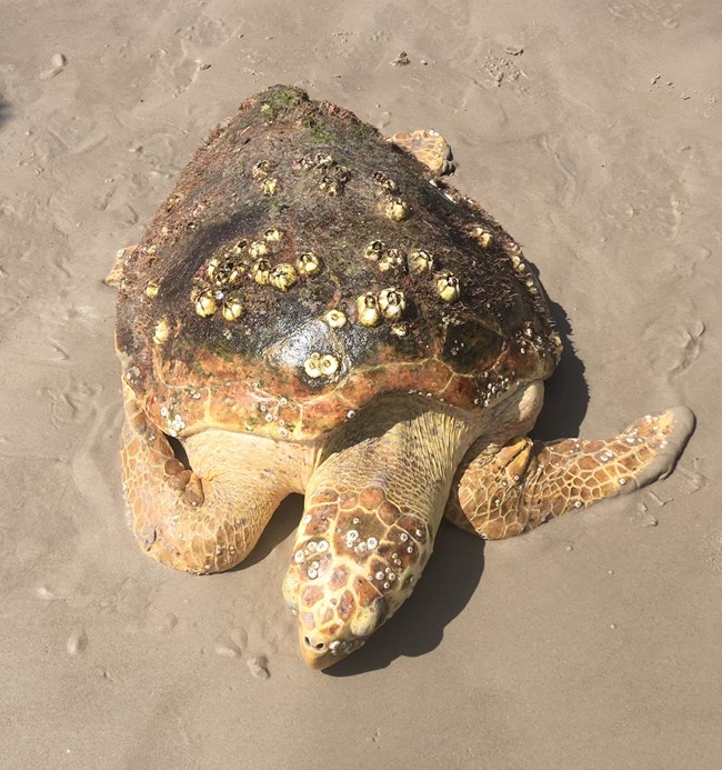 A live stranded loggerhead sea turtle laying on the beach sand.