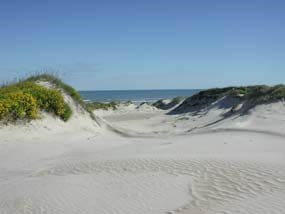 trough in fore-island dunes trough in fore-island dunes