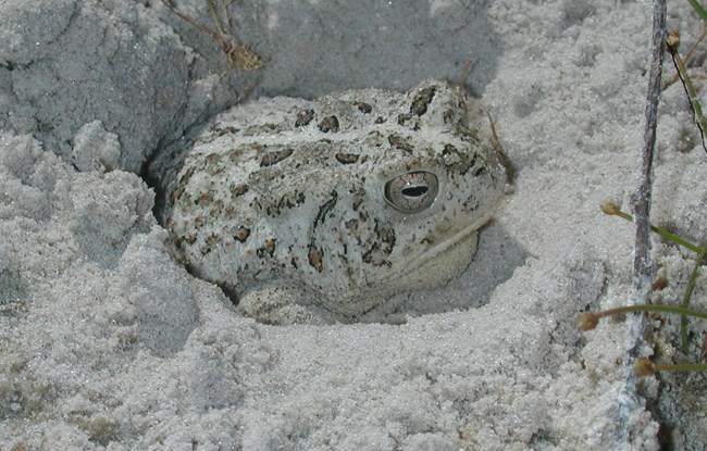 Woodhouse's toad in the sand