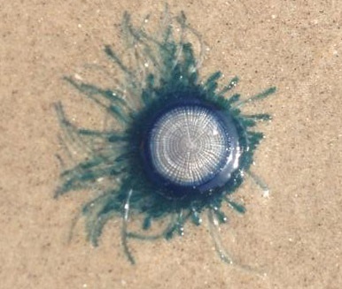 Other Invertebrates Corals Sponges Worms Etc Padre Island National Seashore U S National Park Service