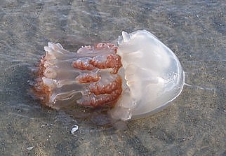 Cabbagehead Jellyfish