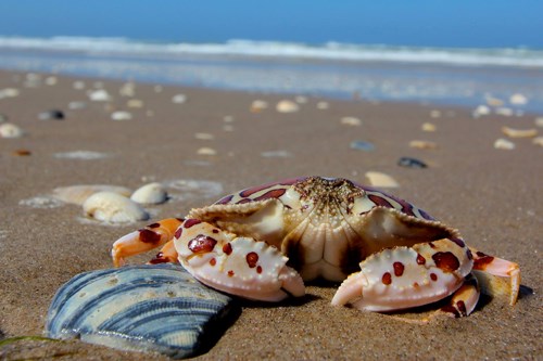 Calico box crab