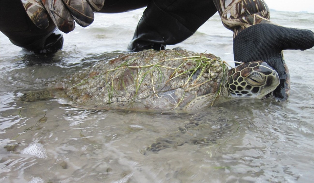 A cold stunned sea turtle lays in shallow water and a person holds it's head out of the water.