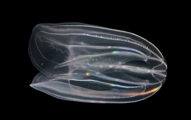 Comb Jelly