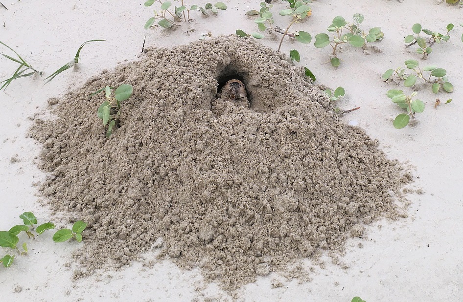 Mammals - Padre Island National Seashore (U.S. National Park Service)