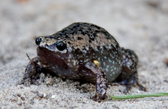 Eastern Narrow-mouthed Toad