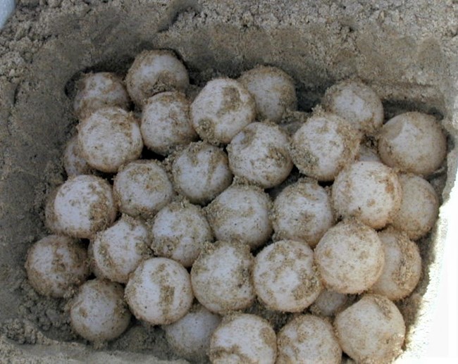 Small round sea turtle eggs lay in a Styrafoam box lined with beach sand.