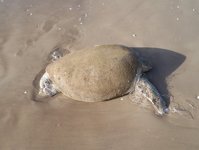 A live stranded male Kemp's ridley sea turtle with fishing line entangled around his front right flipper lies on the beach sand.