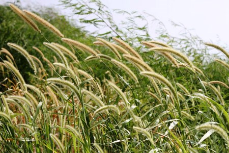 Giant bristlegrass