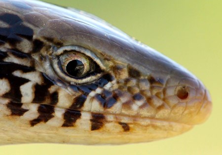 Western slender glass lizard