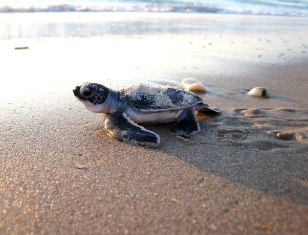A green sea turtle hatchling crawls on the sandy beach towards the ocean.