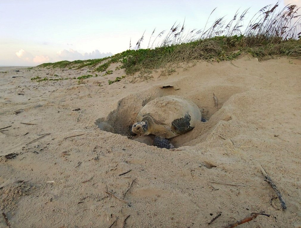 A green sea turtle nesting at the base of sand dunes in the early morning.