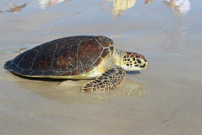 A juvenile green sea turtle crawls on the wet sandy beach heading to the ocean.