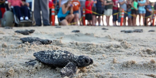 Visitors, including a visitor in a beach wheelchair, watch and take photos of sea turtle hatchlings during a release.