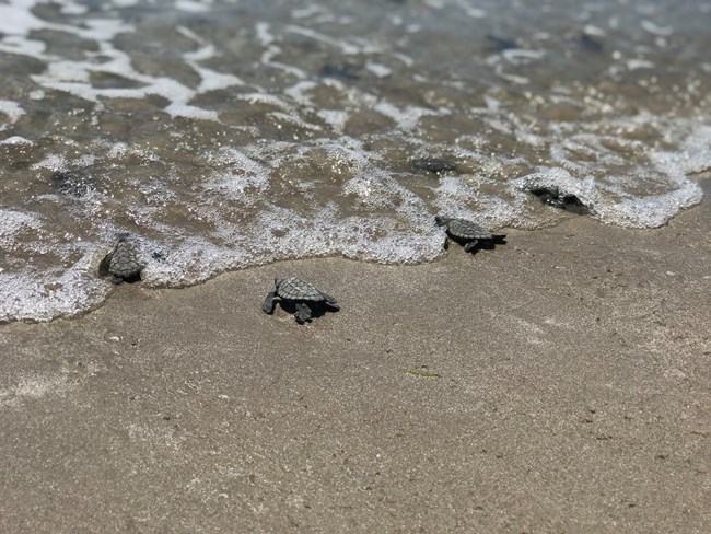 Nine sea turtle hatchlings crawl on the sandy beach in very shallow water.