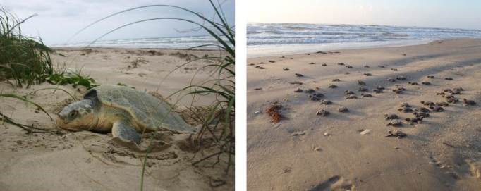 Division of Sea Turtle Science and Recovery Division of Sea Turtle Science and Recovery
