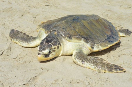 Kemp's ridley sea turtle