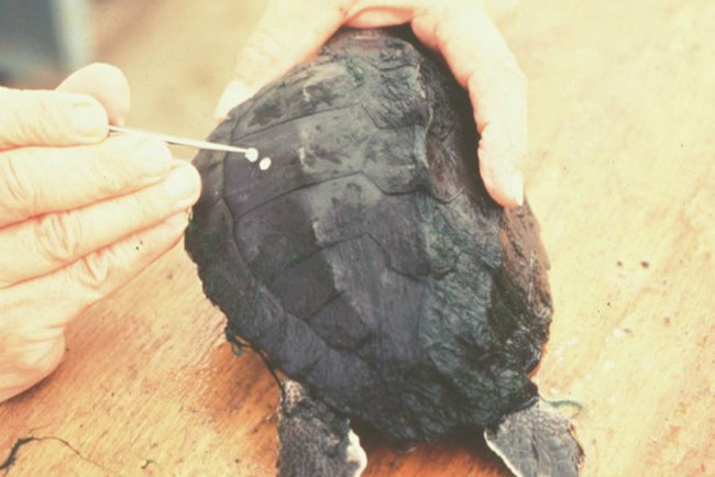 A juvenile Kemp's ridley gets a living tag