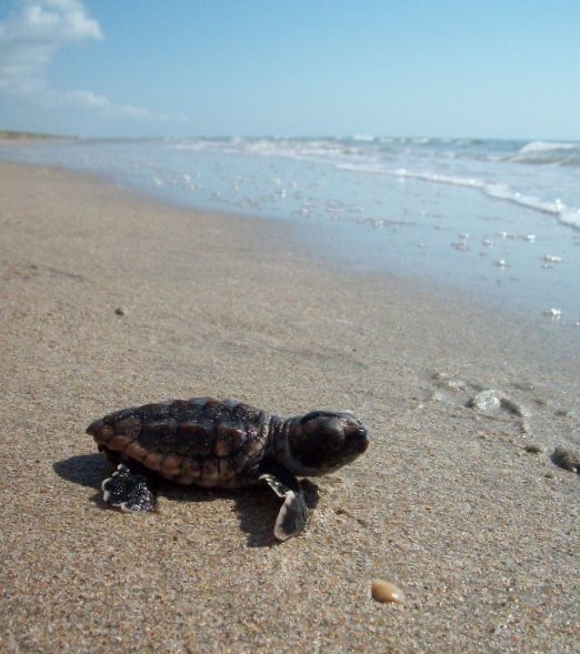 Loggerhead sea turtle hatchling on the beach