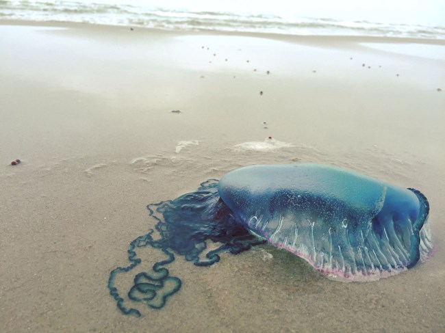 Portuguese man-of-war washed up on the beach