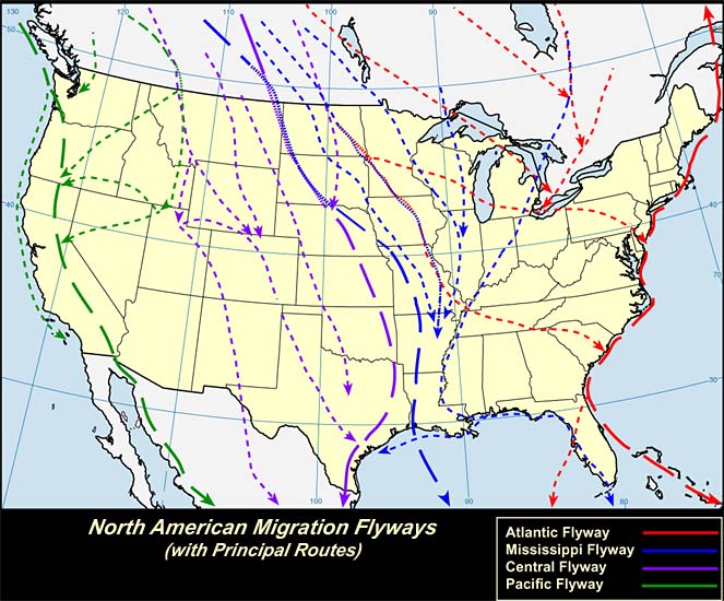 Canadian Goose Migration Pattern New Daily Offers Ruhof Co Uk