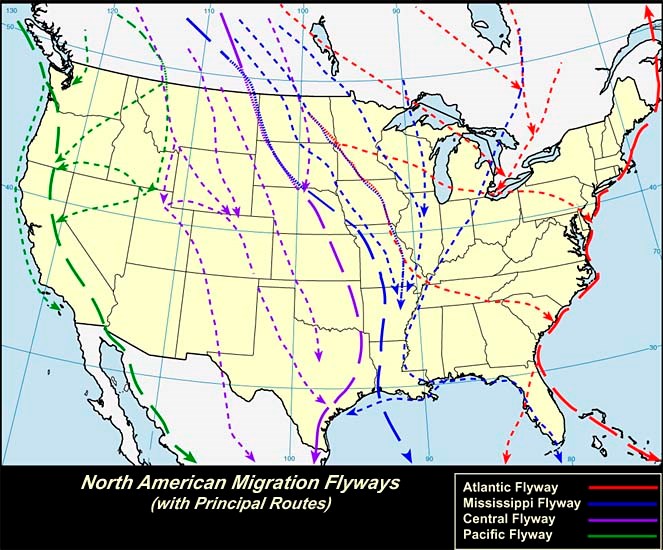 Bird migration routes in the United States