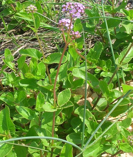 Padre Island Mistflower