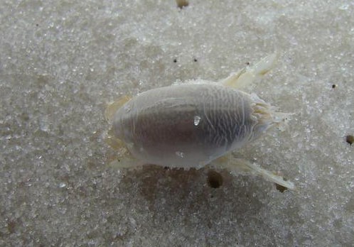 Difference between Mole crab and Sand fleas (often called by other