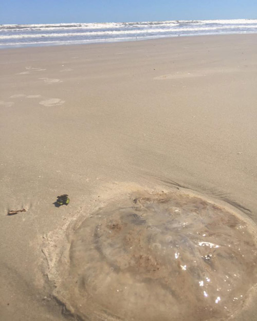 Other Invertebrates (corals, sponges, worms, etc.) Padre Island