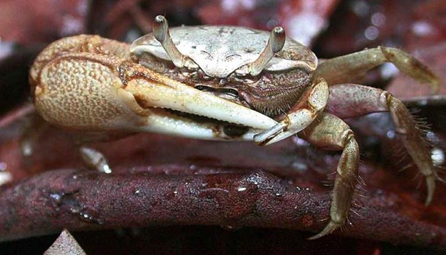 Mudflat Fiddler Crab