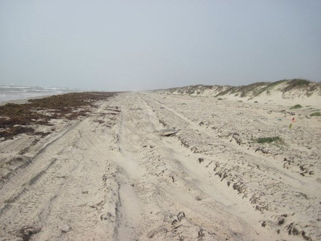 A Kemp's ridley sea turtle crawling across tire tracks on the beach, heading towards the ocean.