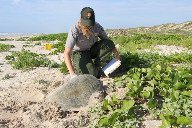 A woman in a National Park Service uniform kneels next to a sea turtle nesting on the beach surrounded by sand and green vegetation.