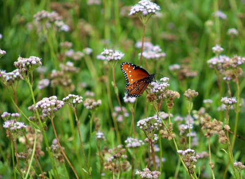 A queen butterfly (Danaus gilippus) feeds on a Padre Island mistflower (Conoclinium betonicifolium). This plant is a major nectar source for many pollinators on Padre Island.