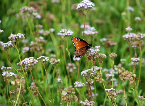 A queen butterfly (Danaus gilippus) feeds on a Padre Island mistflower (Conoclinium betonicifolium). This plant is a major nectar source for many pollinators on Padre Island. A queen butterfly (Danaus gilippus) feeds on a Padre Island mistflower (Conoclinium betonicifolium). This plant is a major nectar source for many pollinators on Padre Island.