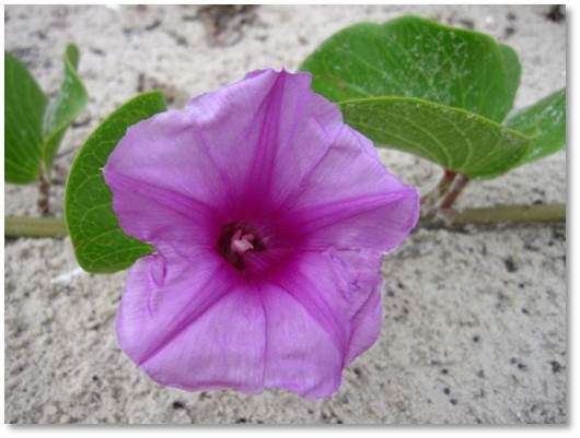 Railroad Vine