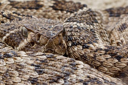 Western diamondback rattlesnake