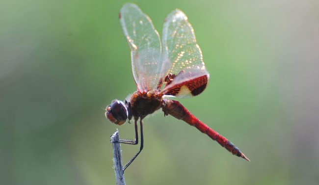 Red-Saddlebag Dragonfly