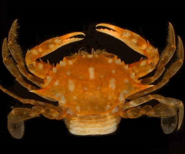 Sargassum Swimming Crab