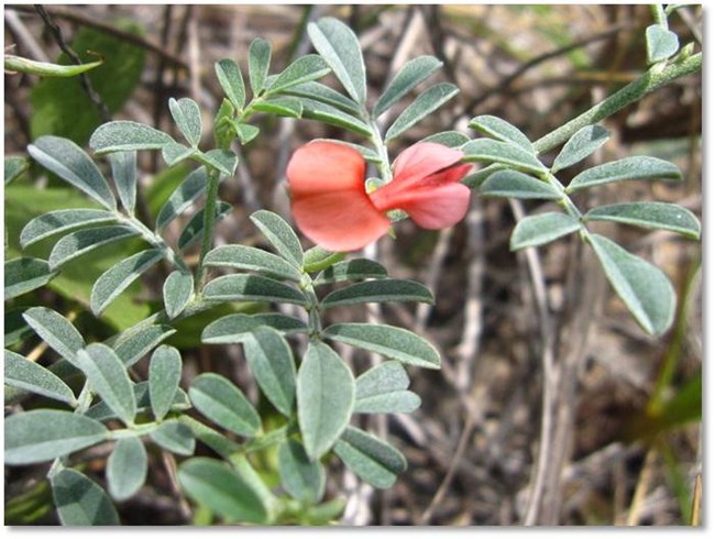 Scarlet Pea