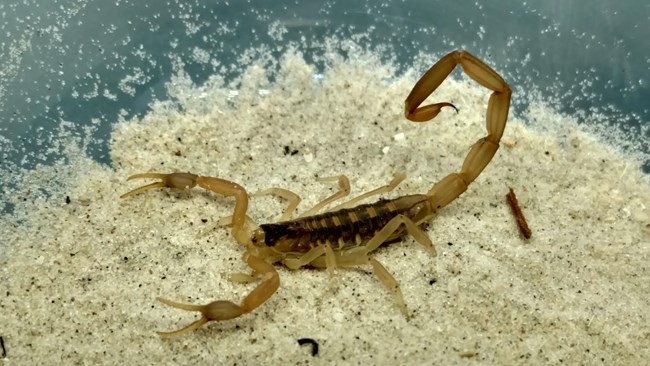 Striped bark scorpion