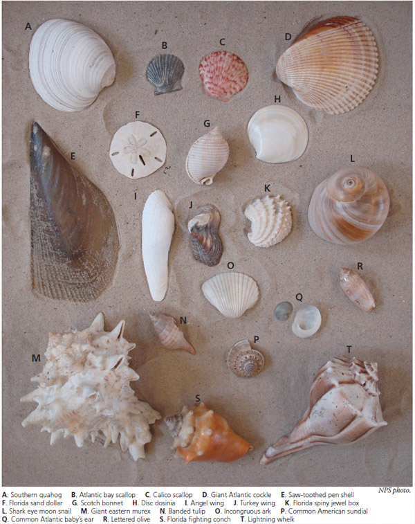 Florida Shell Identification Chart