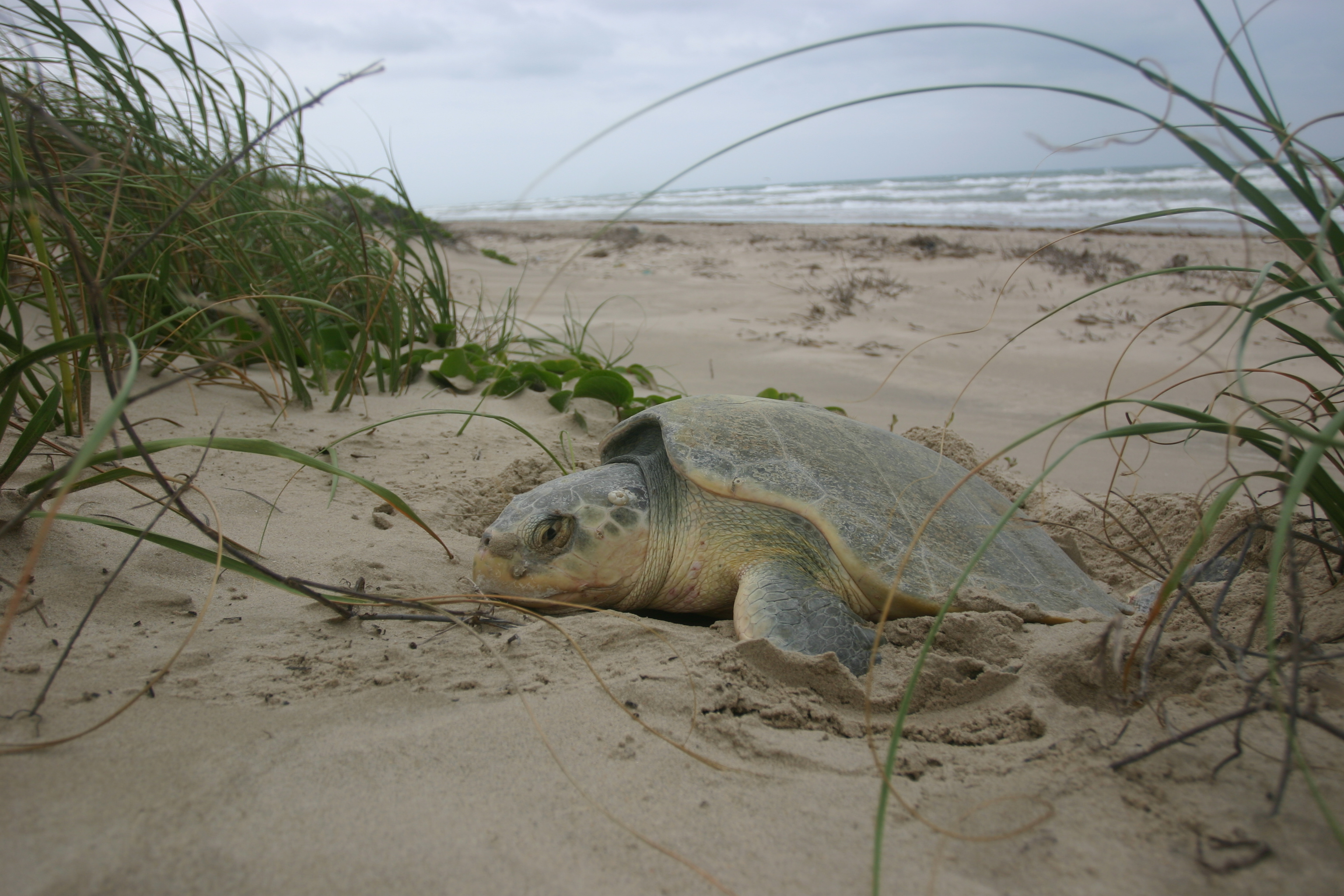 Kemp's ridley turtle digging a nest in the dunes.