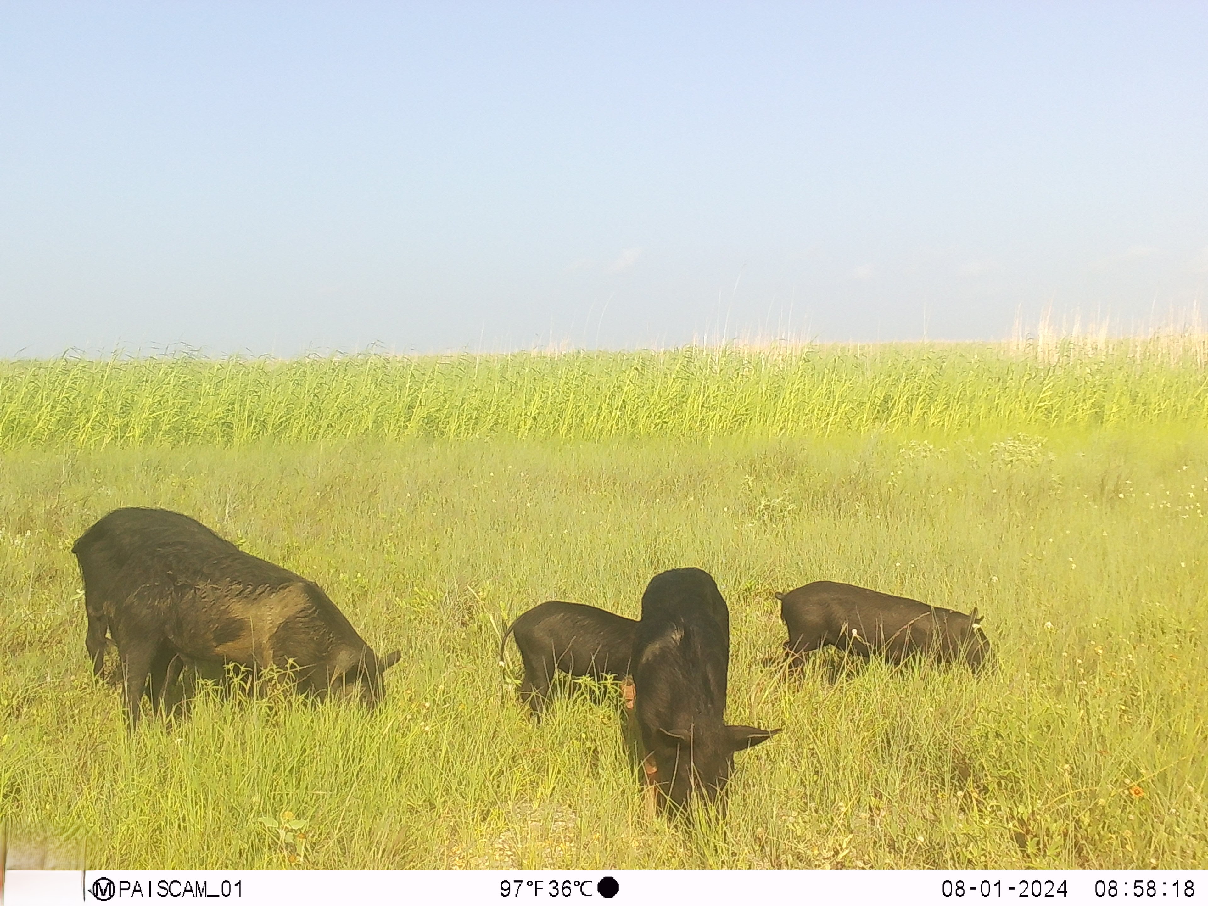 Four feral pigs foraging in the grass