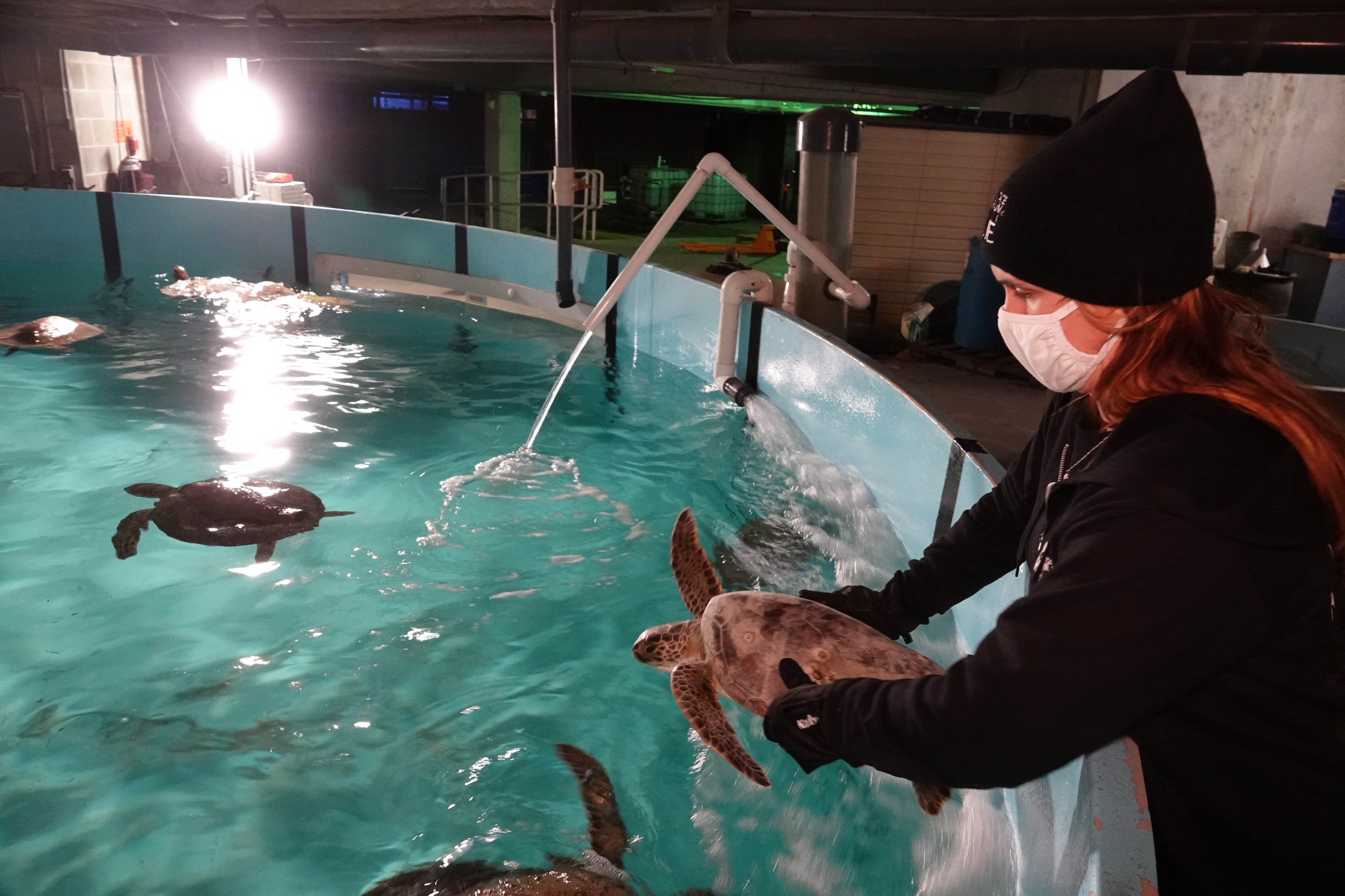 Texas State Aquarium Cold Stunned Sea Turtles 02-05-22 A Texas State Aquarium employee places a cold stunned turtle retrieved from Padre Island National Seashore into a large tank at the aquarium.