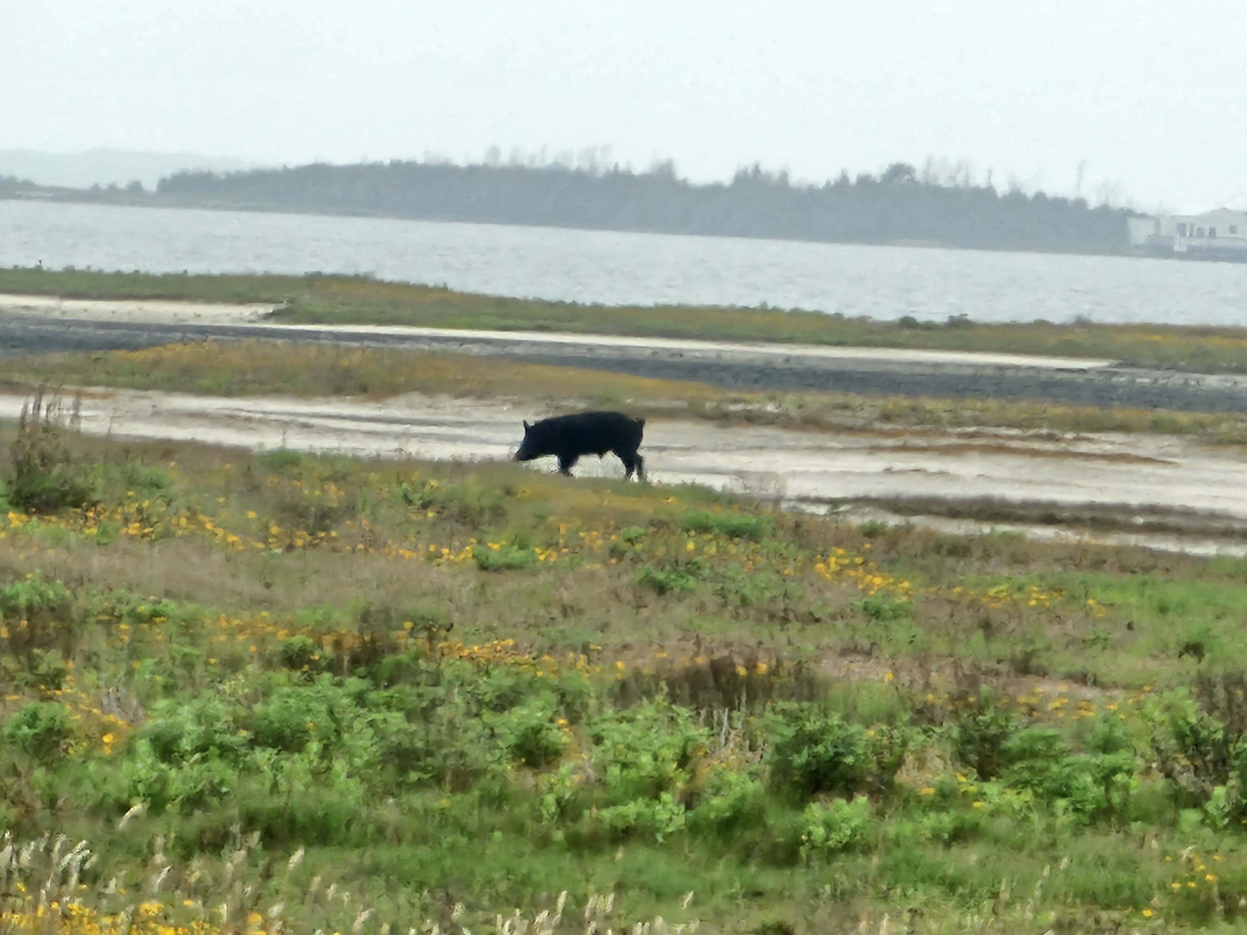 Hog along shore of Laguna Madre A hog along a shoreline